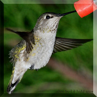 Hummingbird Shots