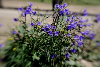 Blue Bells (I think) through the Lensbaby