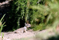 Baby Ground Squirrel at the north end of the Grapevine in California