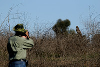 The Object of Garen's Affection.....  A Hunting RTH  (Red-tailed Hawk)  or    Buteo jamaicensis