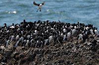 Common Murre     or   Uria aalge
