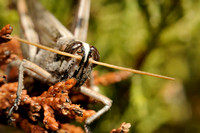 Grasshopper   (potentially  Vagrant Grasshopper   or Schistocerca nites)