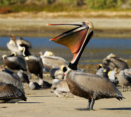 Composite shot of Breeding Brown Pelican in Malibu Lagoon Reserve