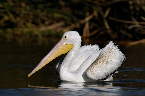 Juvenile American White Pelican   II or Pelecanus erythrorhynchos