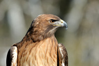 Red-tailed Hawk   or Buteo jamaicensis
