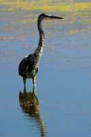 Great Blue Heron or GBH #5