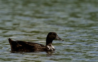 Mallard x Duck female