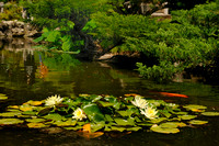 The Pond in the Japanese Garden at the Huntington Library & Botanical Gardens      (NX version)