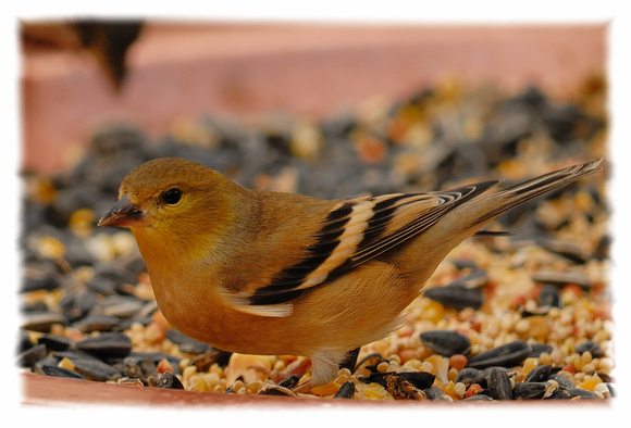 Female Lesser Goldfinch (Western variety) - -  I think