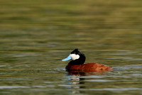 Displaying Male Ruddy Duck or Oxyura jamaicensis