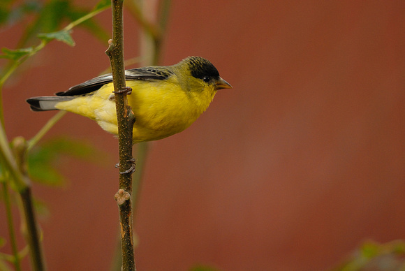 Male Lesser Goldfinch (Western variety) full shot - -  Confirmed