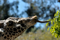 Naughty Mr. Masai Giraffe....