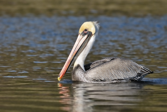 Non Breeding Brown Pelican in Malibu Lagoon Reserve