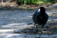 "Out for a Stroll" American Coot   or Fulica americana