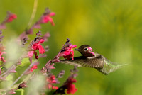 Anna's Hummingbird    or Calypte anna      III