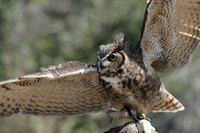 "Directing Traffic"    Great Horned Owl    VI