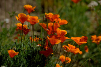 Botanical Garden California Poppies are in bloom....