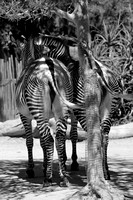 Tails Which Swing Together - Stick Together.....  B&W