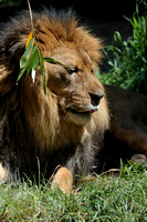 African Lion - male by the name of Lionel III