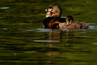 Pied-billed Grebe Parent & Chicks   III or Podilymbus podiceps