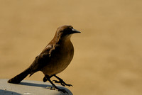 Female Great-tailed Grackle or Quiscalus mexicanus