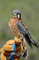 American Kestrel    or Falco sparverius