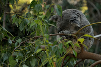 Koala sequence