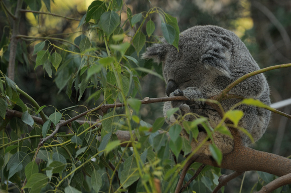 "Classic Koala"     Koala   or Phascolarctos cinereus