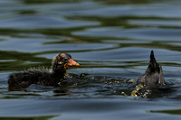 American Coot or Fulica americana     Chick & tail end of parent diving for food