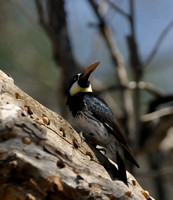 Acorn Woodpecker Male     or Melanerpes formicivorus