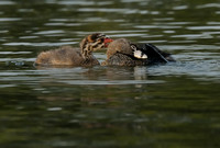 Pied-billed Grebe Mother (?) & Chick   IV  or Podilymbus podiceps