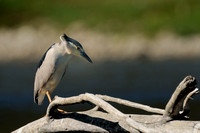 Black-crowned Night-Heron    or Nycticorax nycticorax   IV