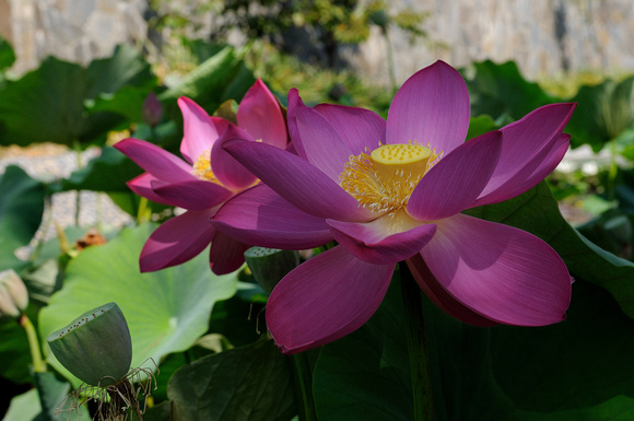 Lotus Blossum