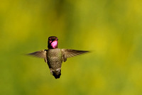 Anna's Hummingbird    or Calypte anna       VI
