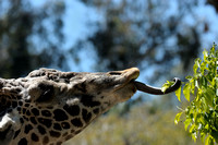 Naughty Mr. Masai Giraffe....  II
