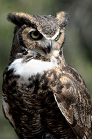 Great Horned Owl        V