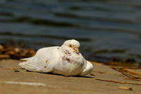 Rock Dove (Feral Pigeon)   or Columba livia
