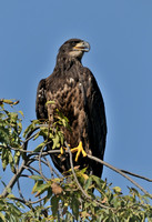 Juvenile Bald Eagle     or Haliaeetus leucocephalus