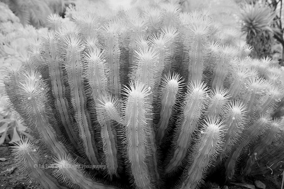 Cactus in the Desert Garden