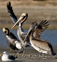 Juvenile Pelican, in the background Breeding Adult Pelicans, being joined by California Gulls