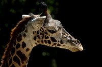 Masai Giraffe - juvenile portrait