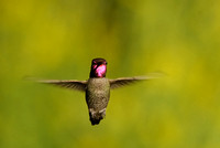 Anna's Hummingbird    or Calypte anna      V