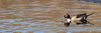 Northern Pintail or Anas acuta male