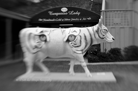 A Cow In Tiger's Clothing.....  III B&W