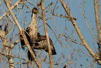 "Not a Good Place to Land VIII" Immature Double-crested Cormorant or Phalacrocorax auritus