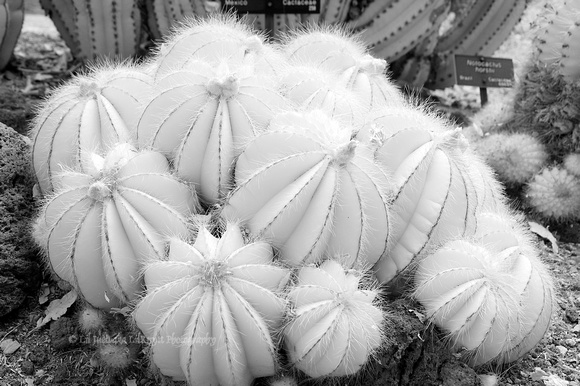 Cactus in the Desert Garden  III