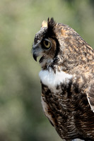 Great Horned Owl     III
