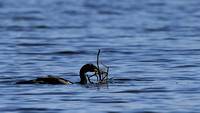 "Find of Building Material" Male Double-crested Cormorant  or Phalacrocorax auritus
