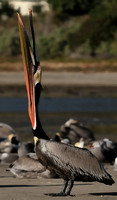 Breeding Brown Pelican in Malibu Lagoon Reserve
