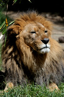 African Lion - a more Dignified look....